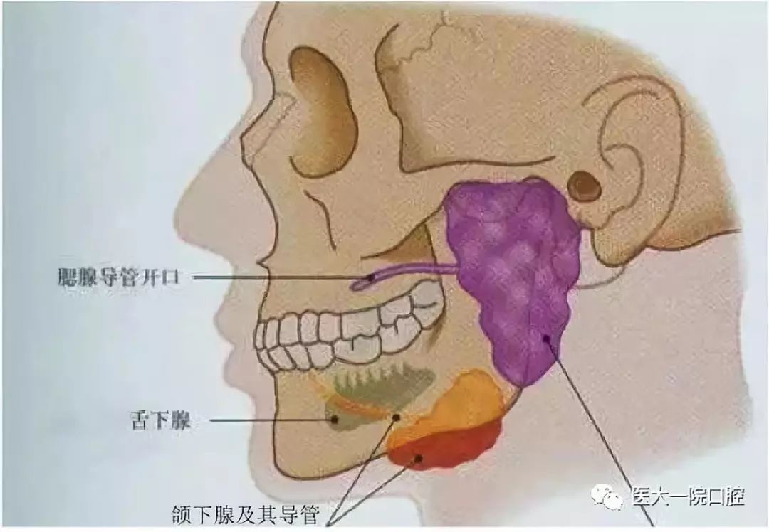 吃完东西就肿胀 小心颌下腺有 矿 医大一院口腔 微信公众号文章阅读 Wemp