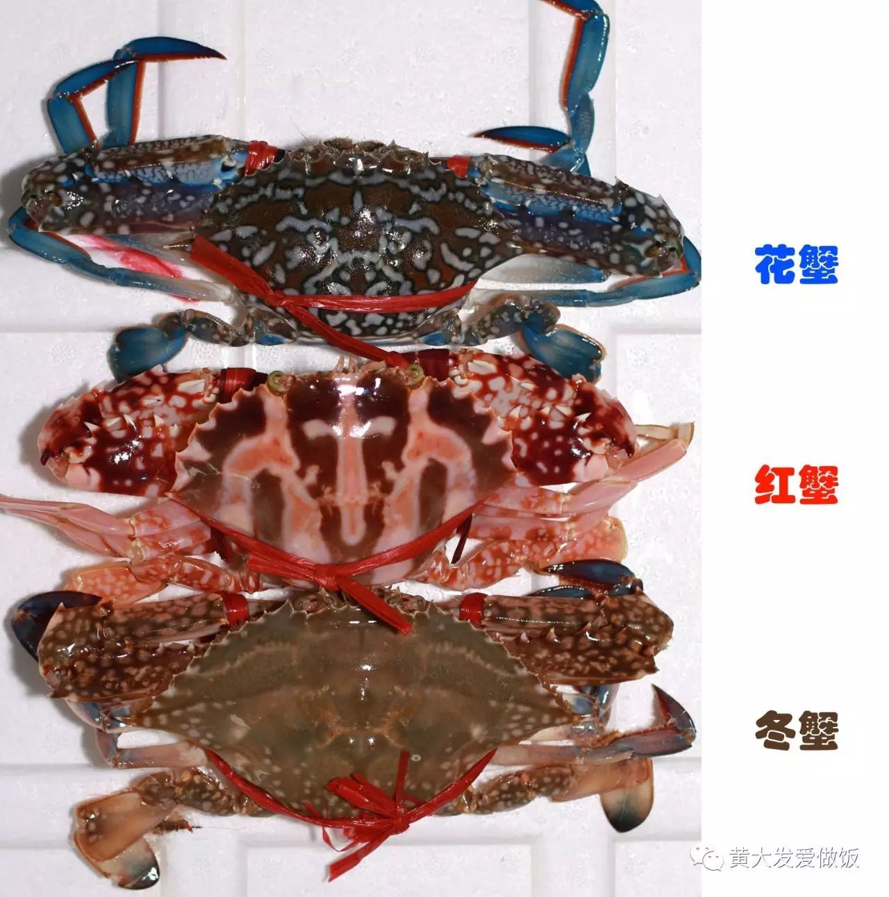 观赏蟹的种类图片