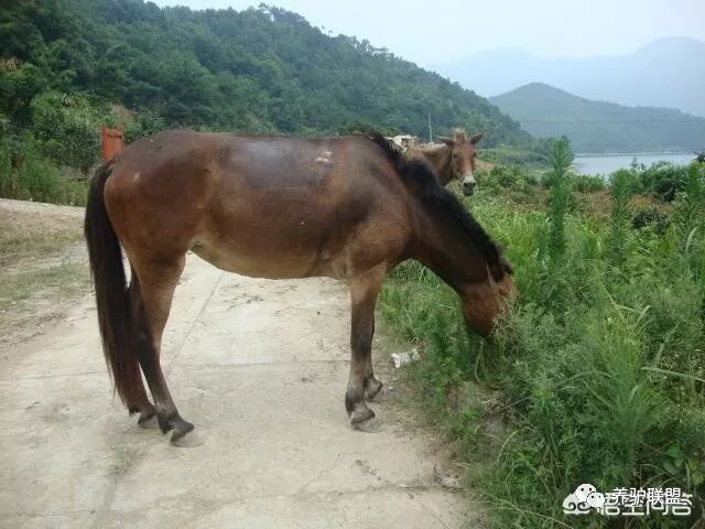 毛驴和马交配后 生育的后代是什么 养驴联盟 微信公众号文章阅读 Wemp