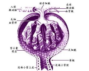 肾小球过滤率和肾功能有什么关系