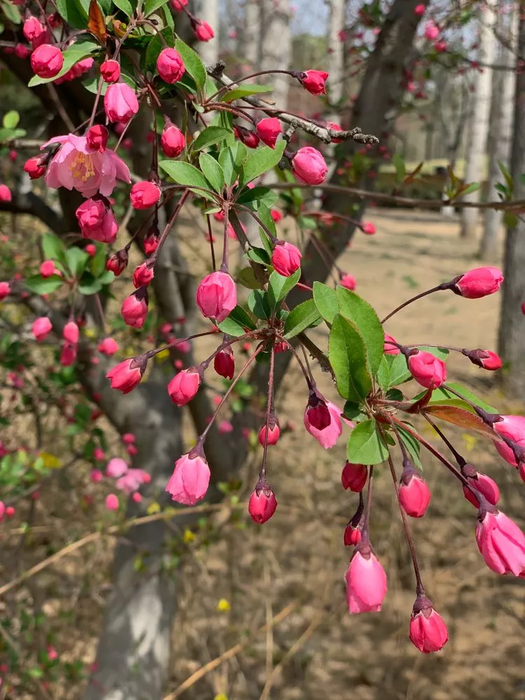 班级花朵展新颜,春风拂面现美景——记辅读学校班级文化评比