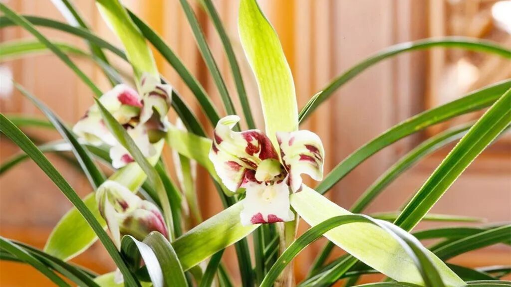 你几月出生，与哪位花神有缘？