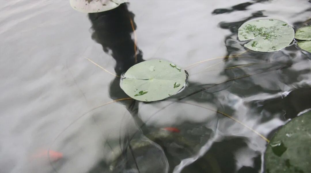 古观音禅寺恢复对外开放