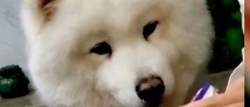 萨摩耶它是真的馋了吧