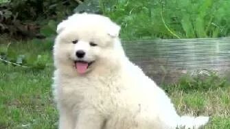 胖金毛被卡阳台，最后倒车离开，一看就是老司机