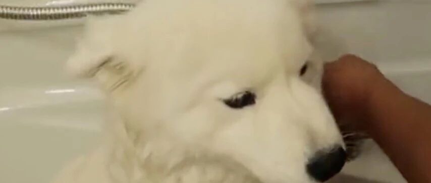 萨摩耶趴在浴室让主人侍候洗澡，乖巧的像个宝宝