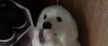 萨摩耶咬坏家里东西，怕被惩罚立马上演套路，主人一看不忍心打