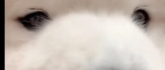 今日份是爱吃芹菜的小可爱，干饭吧，萨摩耶