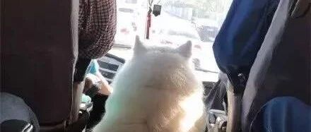 萨摩与主人不慎走失，竟然还乐呵呵地自己搭公交