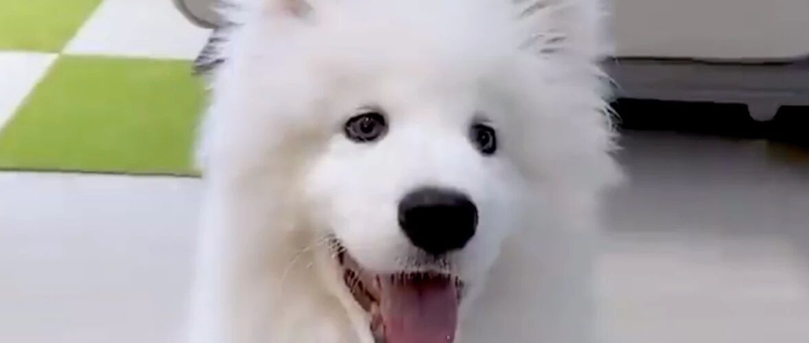 给萨摩穿上新鞋后，感觉它走路怪怪的！