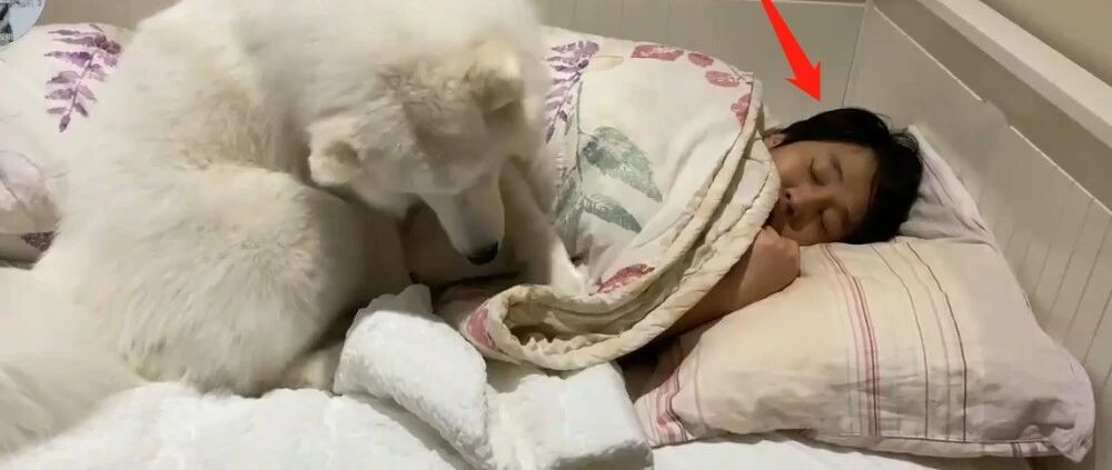 萨摩耶从小睡主人身边，成年后还是这样，忘记自己长大了