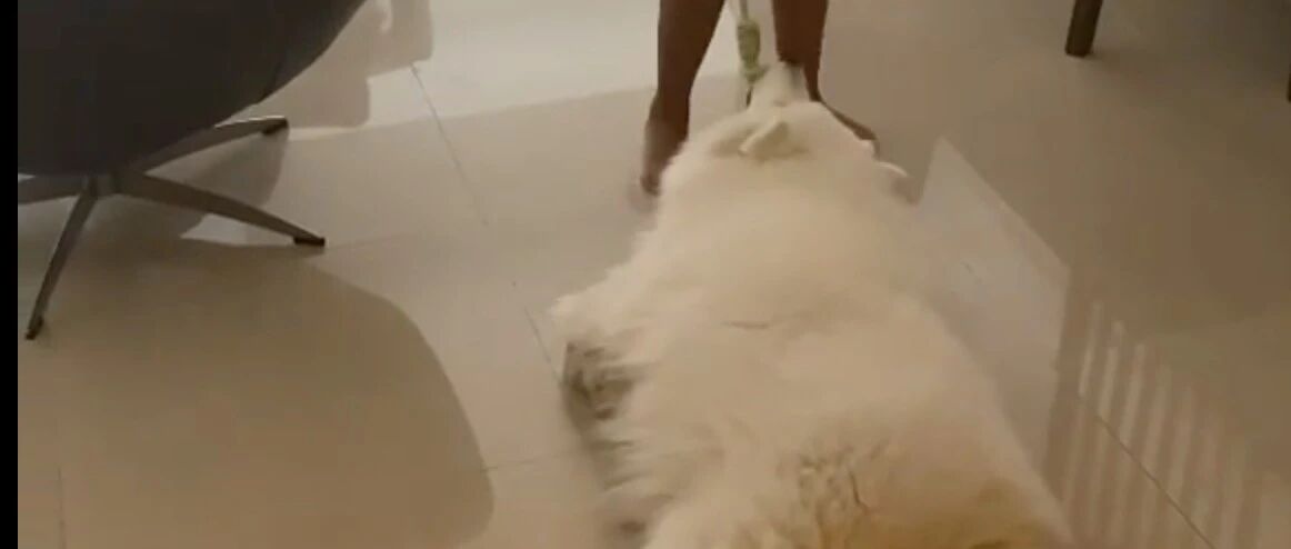 这萨摩耶够倔强的!主人拖着走也把玩具死咬不放……