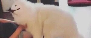 萨摩耶被挠痒太享受，舒服得仿佛出了Bug……