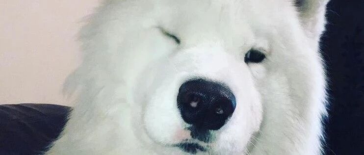 萨摩每天早上都要把整条街的狗子撩个遍……二哈：渣狗！你没有心！