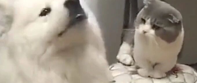 主人把萨摩从3米高的岸边扔进水里，才发现萨摩耶这么会游泳！