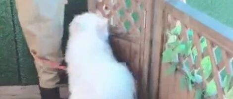 萨摩耶：饶了我吧，真的是怕水！