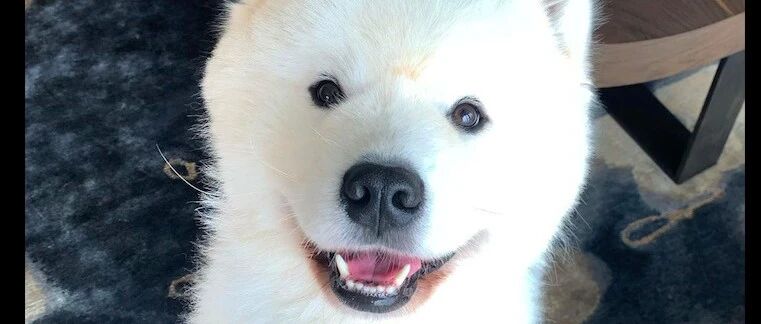 有钱人收养了这只萨摩耶后，狗狗脱胎换骨！