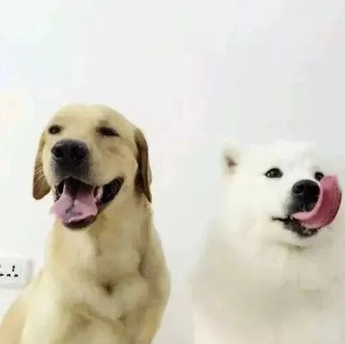 本想养两只狗狗互相作伴，没想到之后的生活让自己欲哭无泪......