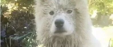 小萨摩竟然因一张“脏照”而走红，厉害啦！