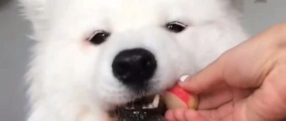 这么可爱的萨摩，简直要被萌哭了