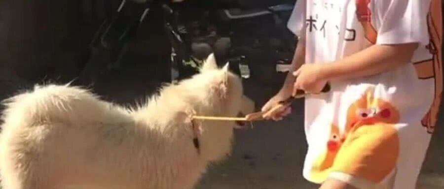 ​呆萌小姐姐遛萨摩，看到她的鞋子瞬间笑喷……