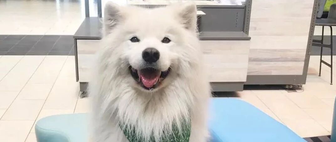 萨摩耶总是挂着甜美的微笑，萨萨简直就是小天使！