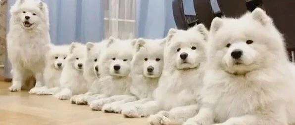 给我来一打萨摩耶！视觉盛宴啊～