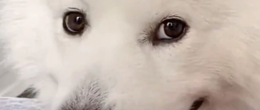 有这么懂女生的萨摩耶狗狗，不再需要男朋友了，有它就够了