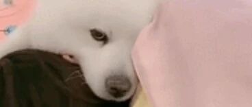 萨摩耶狗狗叫女主人起床，自己却沦为了枕头 最好玩的汪星账号