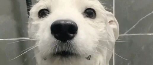 听说萨摩耶的颜值全靠蓬松的毛发