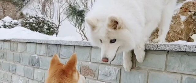 真好看！主人花5万块钱给萨摩耶看眼睛，一切都值得！