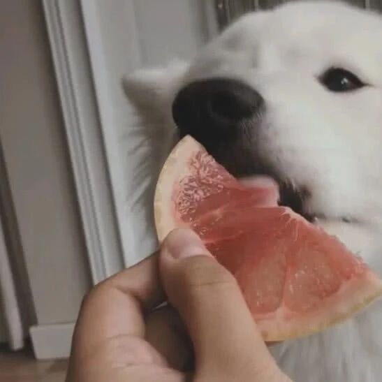 萨摩耶被诱骗吃西柚，酸到牙疼也要吃，萨摩耶：我这是珍惜粮食！