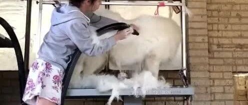 家里也能下雪？没错，因为我养了萨摩！