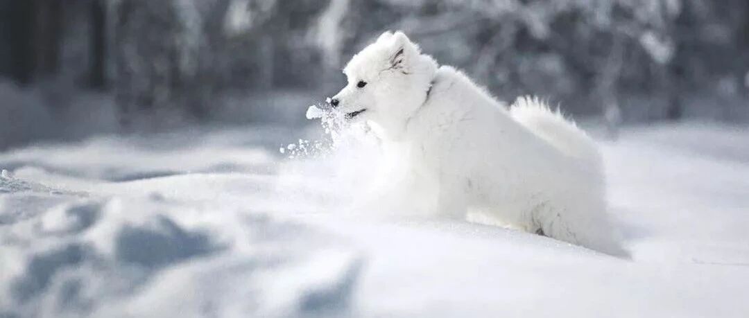 萨摩耶在雪地里玩耍，画面超美的！