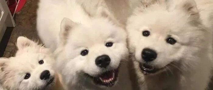 养这么多萨摩耶的人，家里得有几个矿？