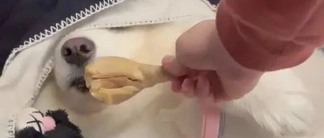 主人用鸡腿诱惑萨摩耶，狗狗：又是被套路的一天，我吃了个寂寞？