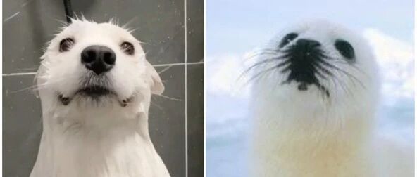 这萨摩表面上普普通通，但只要遇到水  ……