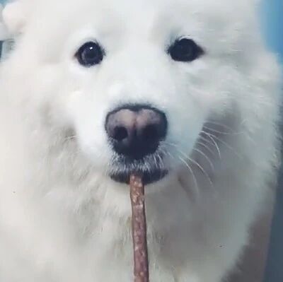 这只萨摩耶太听话了，主人不让吃一定要忍住!