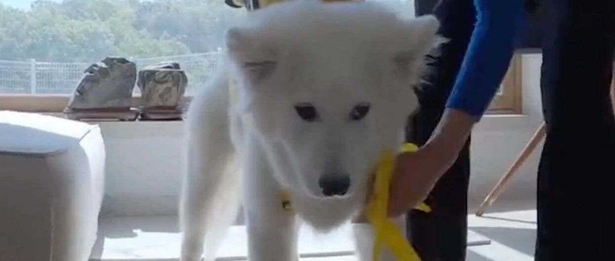 萨摩耶得知要去上学，反应太逗了，看一次笑一次