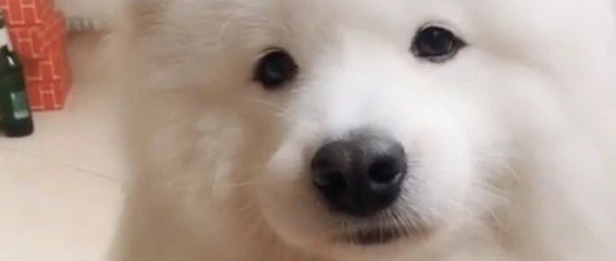 小萨散步回家，喵星人竟然躲了起来然后...好可爱