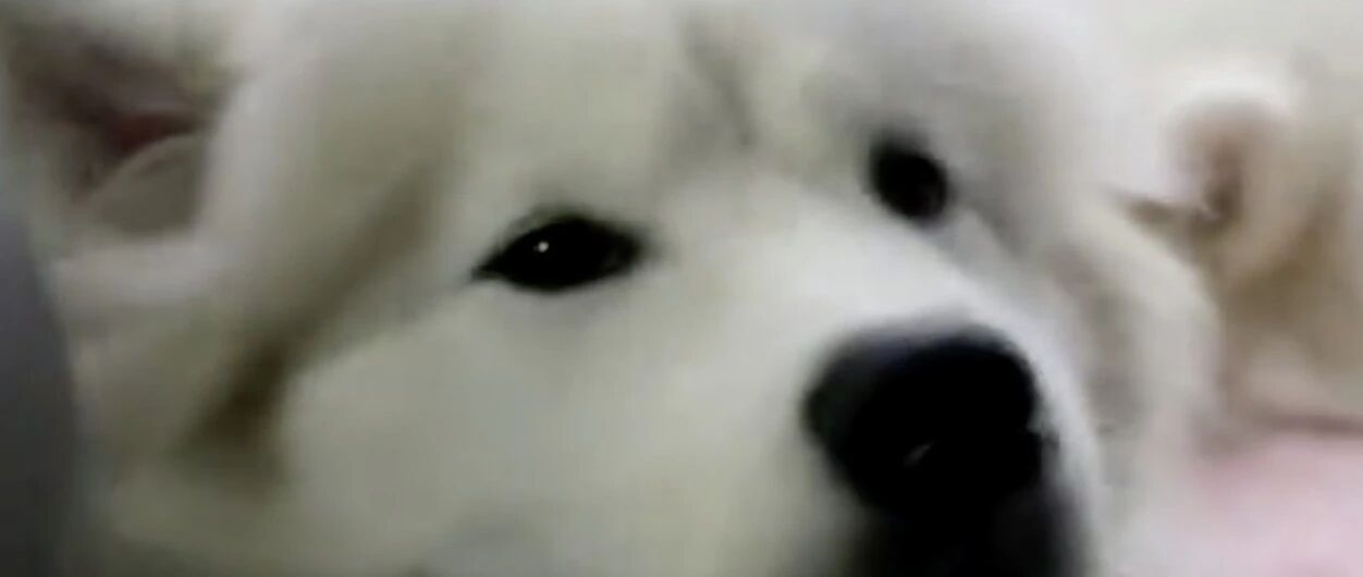 萨摩耶刚学会写字，就在本子上记下了这位仇家的名字