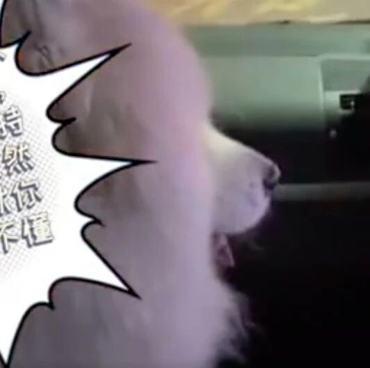 迷路萨摩耶被救后直接坐上警车副驾驶，网友：仿佛要出警一样