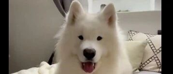 主人逗萨摩耶玩！结果小萨玩腻了，撒手跑了！