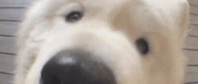 这个视角真的绝了，好想rua～