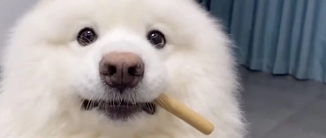 铲屎官训练萨摩耶狗狗的定力，没有主人的命令，口水流成河也不吃