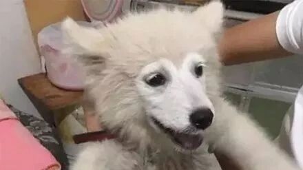 网友养了一只萨摩耶，但大家都叫它“孙悟空”，哈哈哈哈！