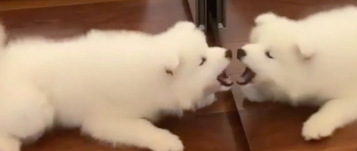 在萨摩耶面前放个镜子，狗狗自己可以玩一天！