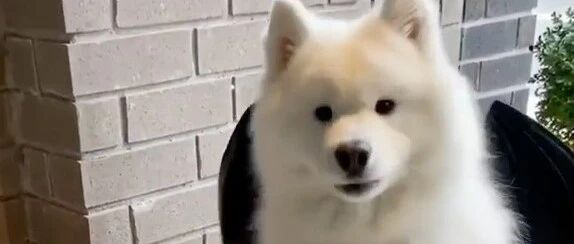 来看萨摩耶变装秀！又酷又可爱……