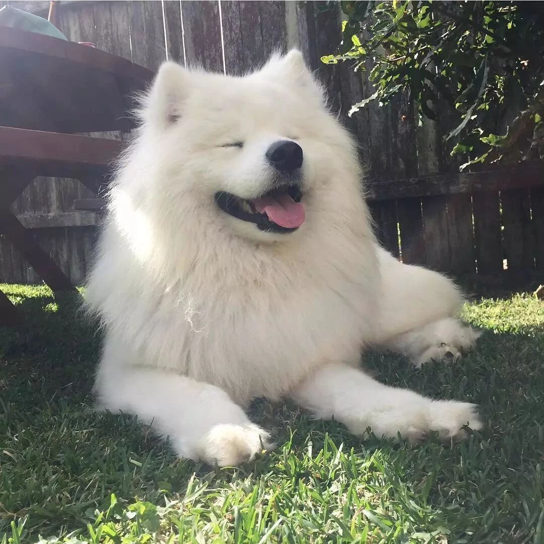 微笑傻白甜竟是两面派，萨摩耶梳个毛丧成表情包