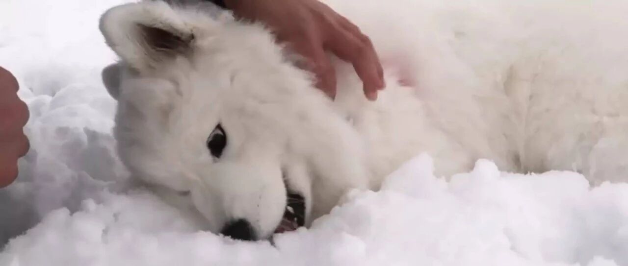 萨摩见到雪，整个都嗨疯了活蹦乱跳，一旁的小博美只想回家...